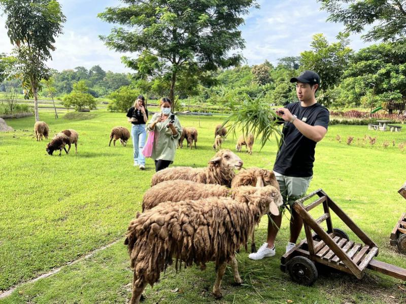 Sheep Farm
