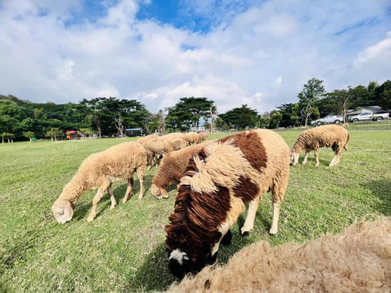Sheep Farm