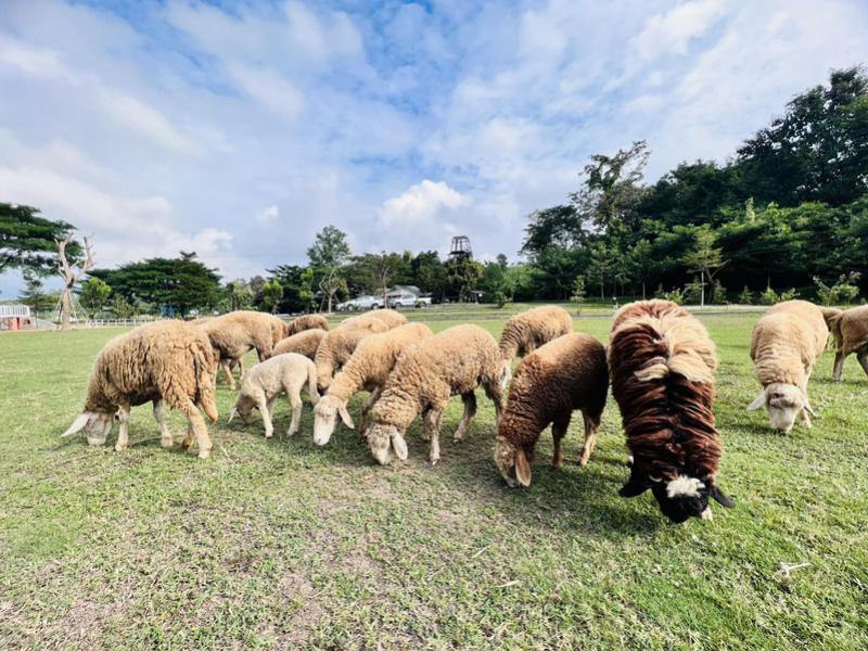 Sheep Farm