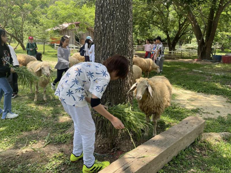 Sheep Farm