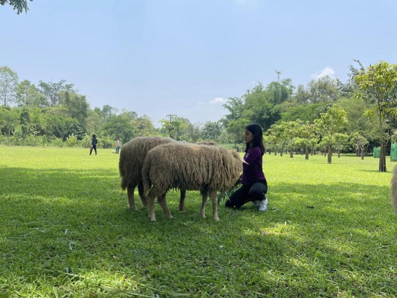 Sheep Farm