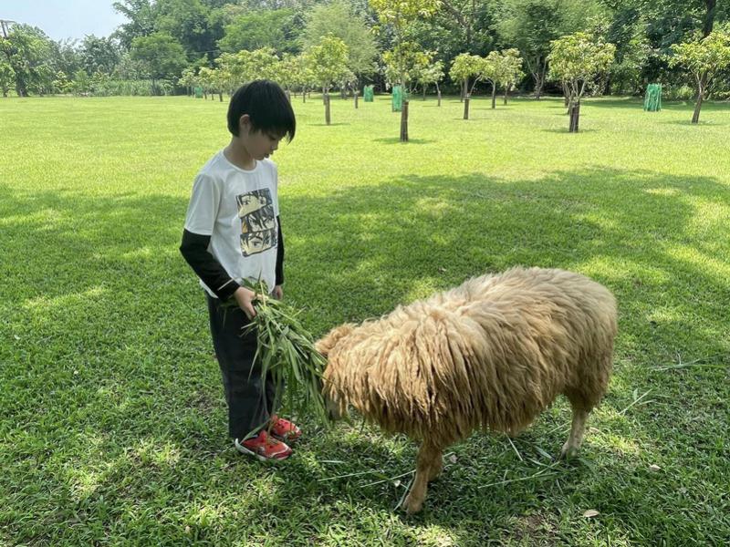 Sheep Farm