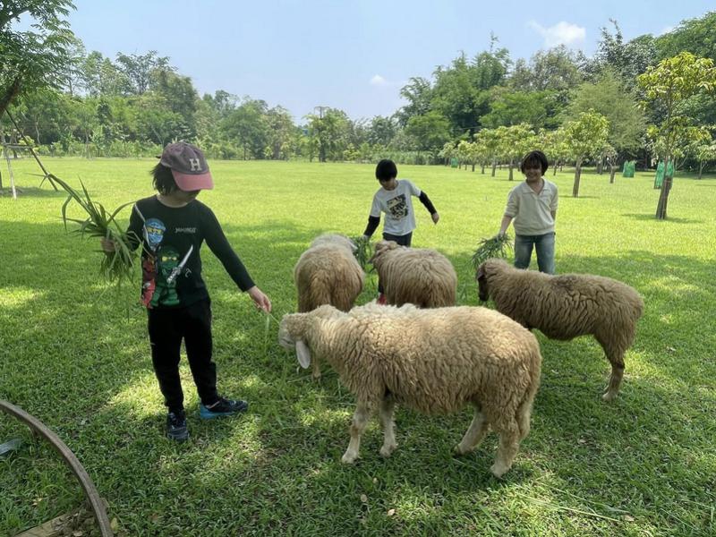 Sheep Farm