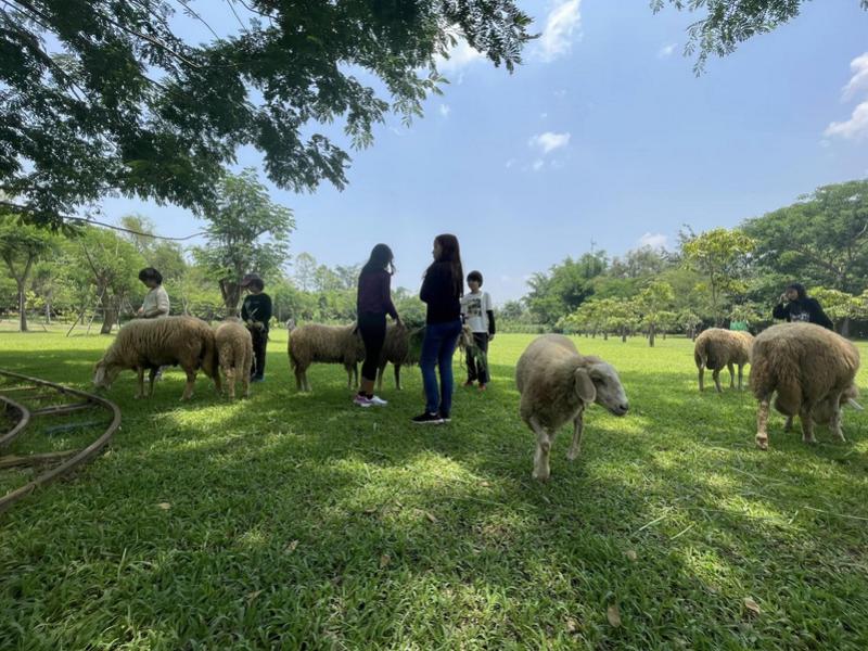 Sheep Farm