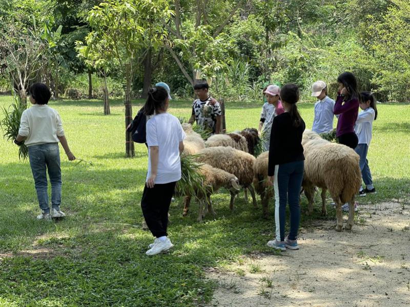 Sheep Farm
