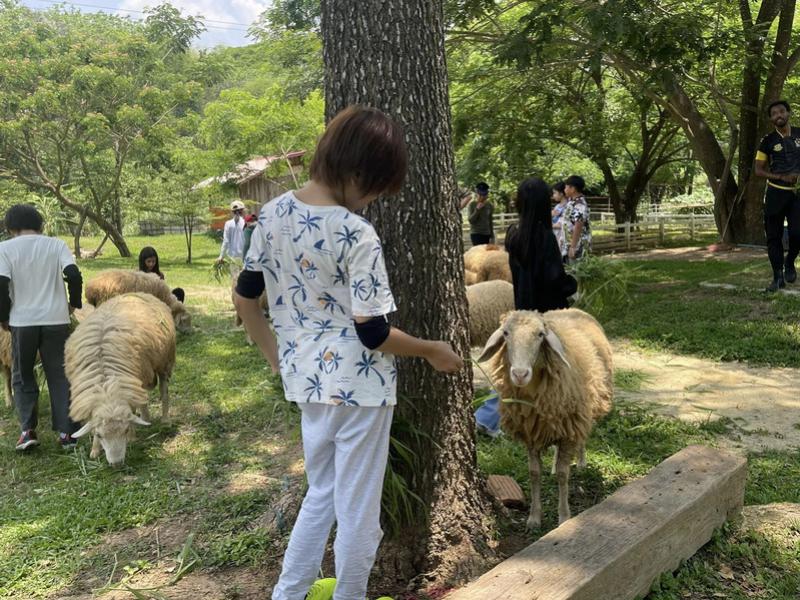 Sheep Farm