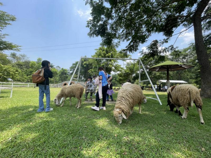 Sheep Farm