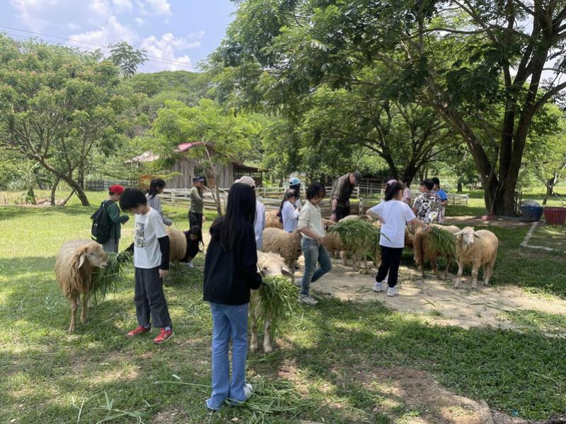 Sheep Farm