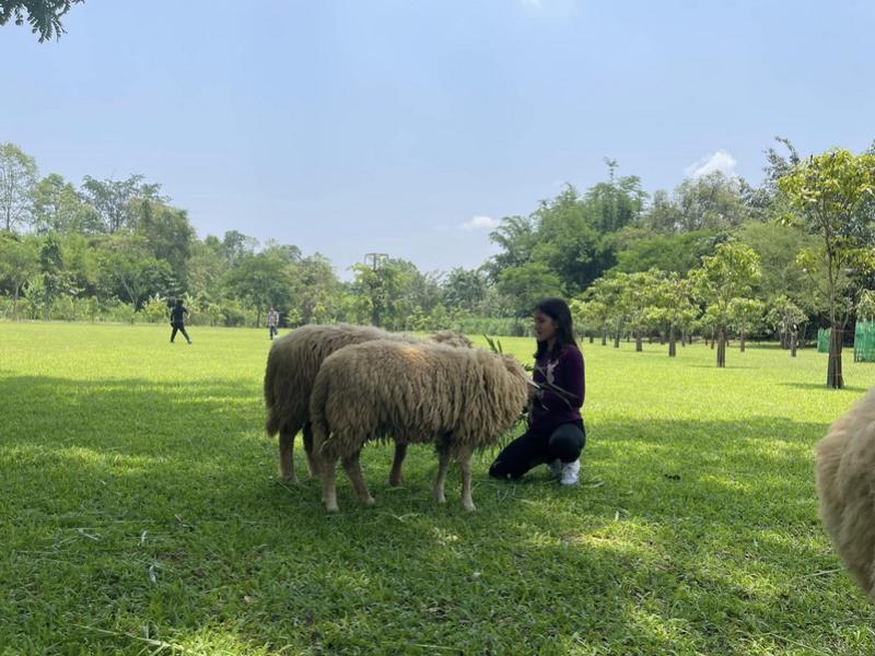 Sheep Farm
