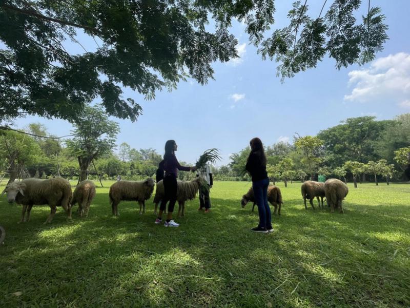 Sheep Farm