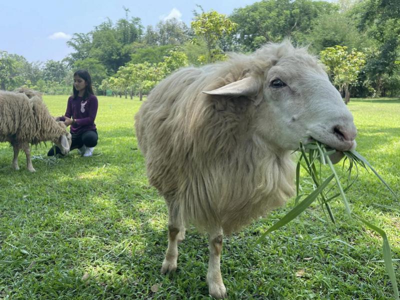 Sheep Farm