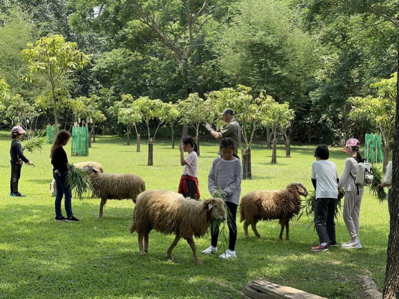 Sheep Farm