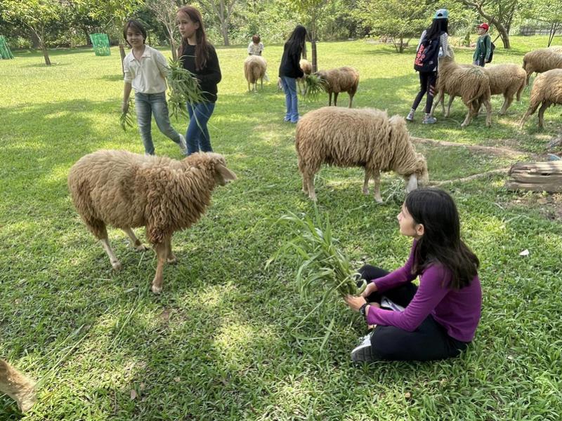 Sheep Farm