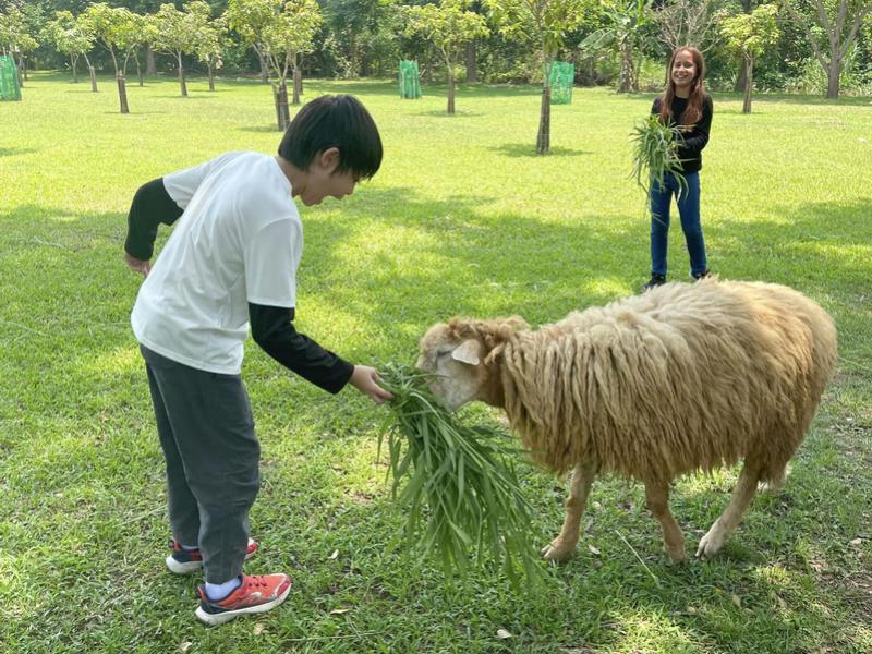 Sheep Farm