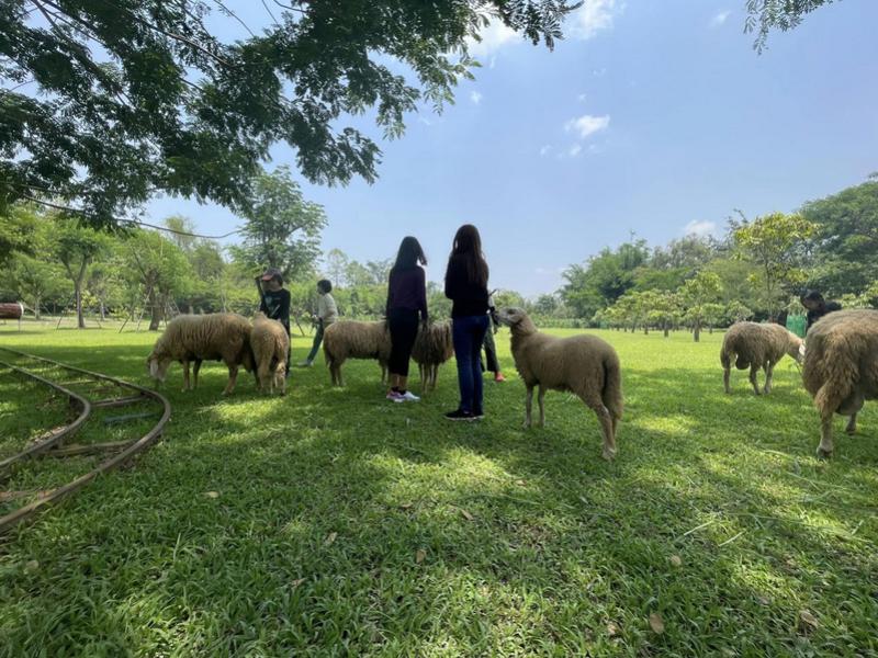 Sheep Farm