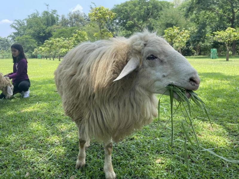 Sheep Farm