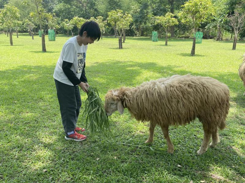 Sheep Farm