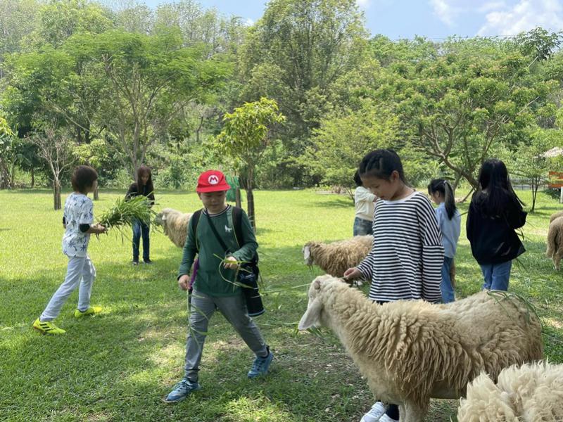 Sheep Farm