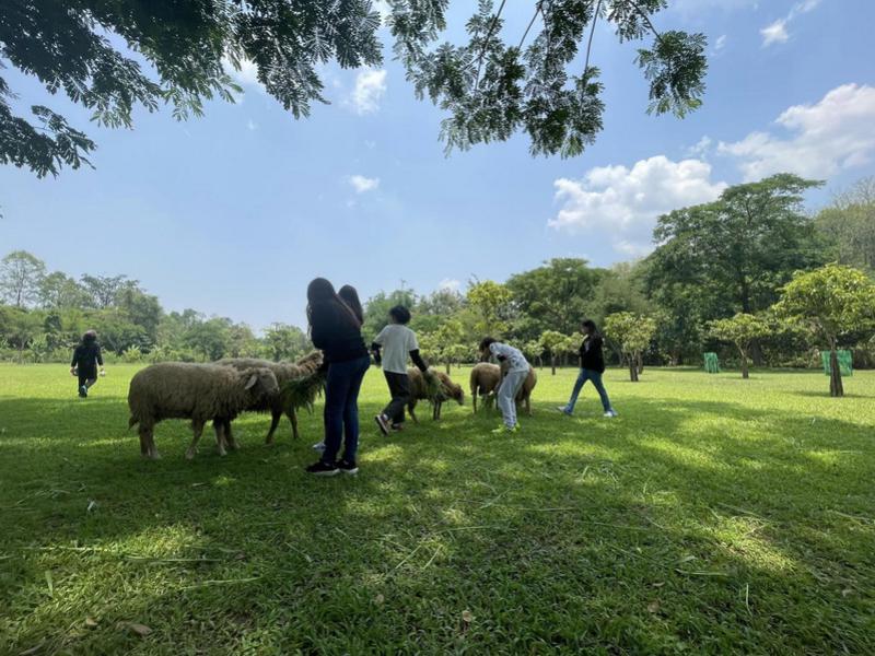 Sheep Farm