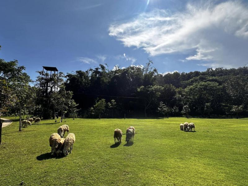 Sheep Farm