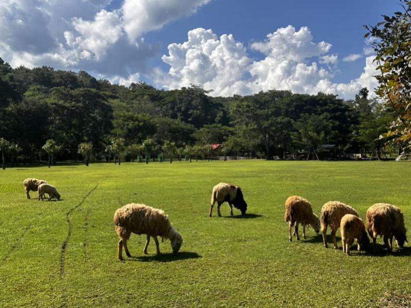 Sheep Farm