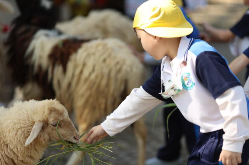 Sheep Farm