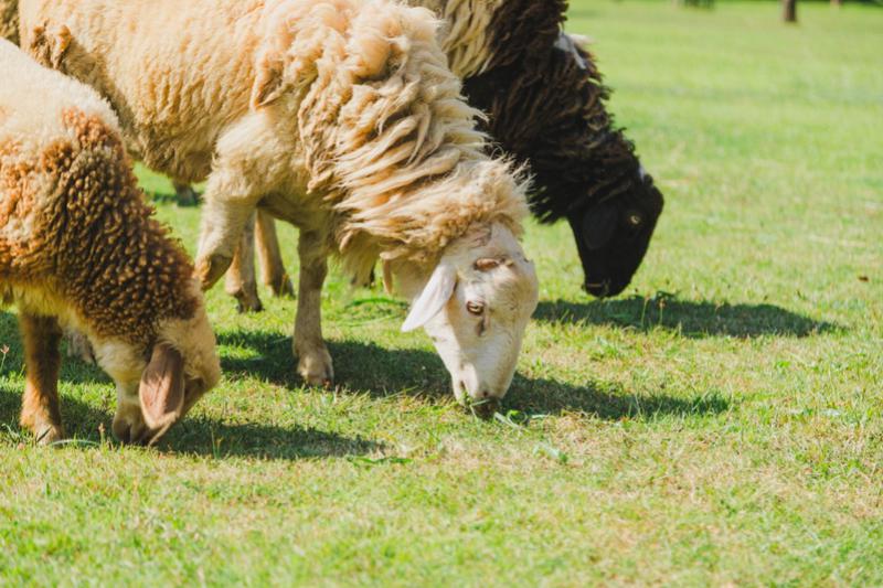 Sheep Farm