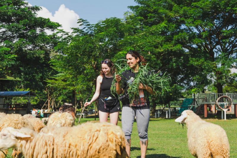 Sheep Farm