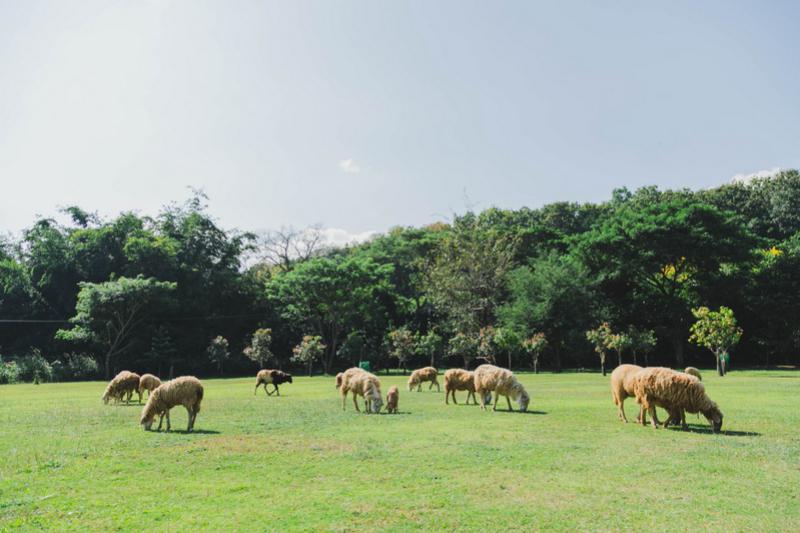 Sheep Farm