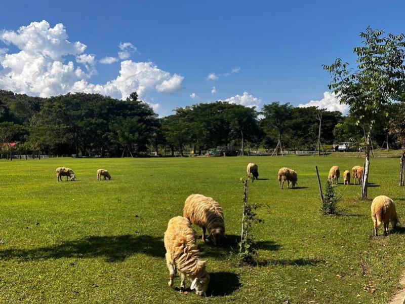Sheep Farm