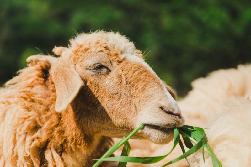 Sheep Farm