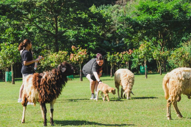 Sheep Farm