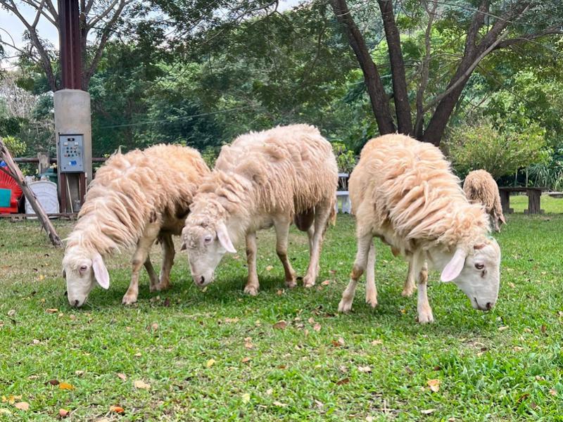 Sheep Farm