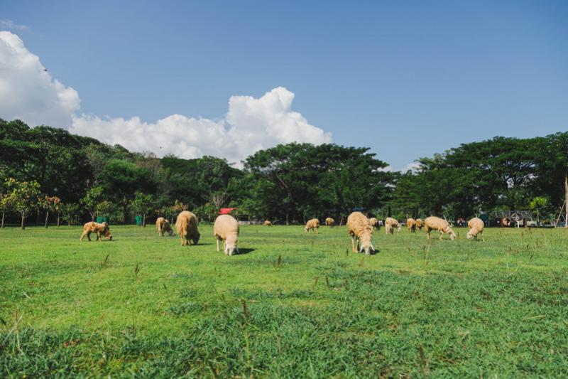 Sheep Farm