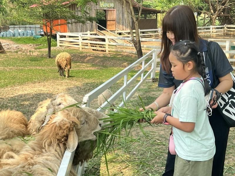 Sheep Farm